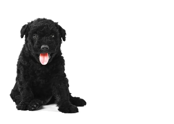 stock image Little hungarian Puli Dog