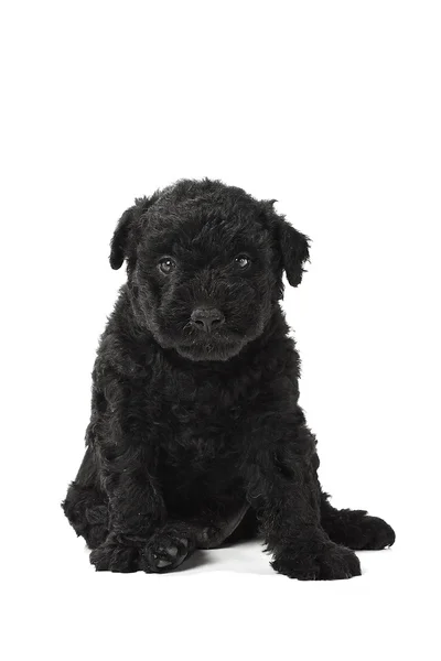 stock image Little hungarian Puli Dog