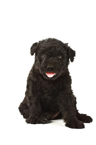 stock image Little hungarian Puli Dog