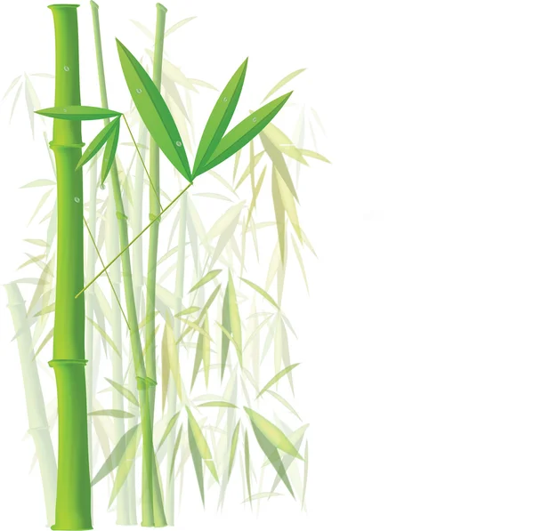 Bambú — Vector de stock