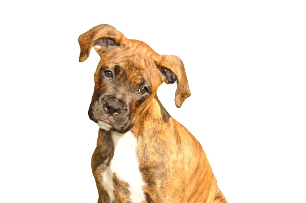 Boxer štěně — Stock fotografie
