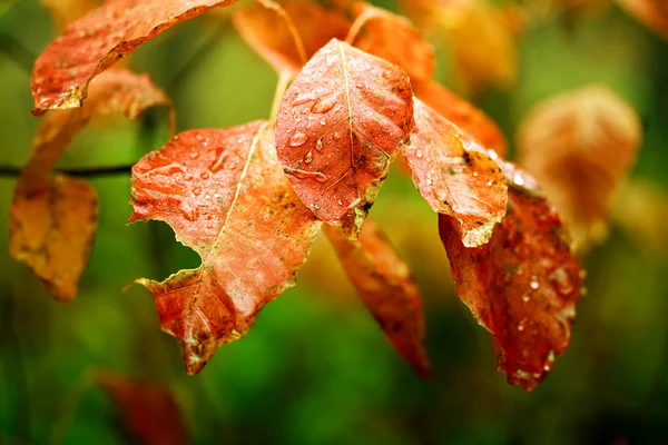 Folhas coloridas com gotas de água — Fotografia de Stock