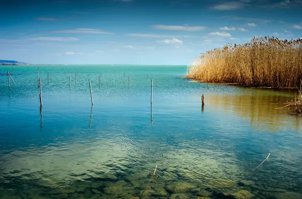 Modré jezero s reed na léto — Stock fotografie