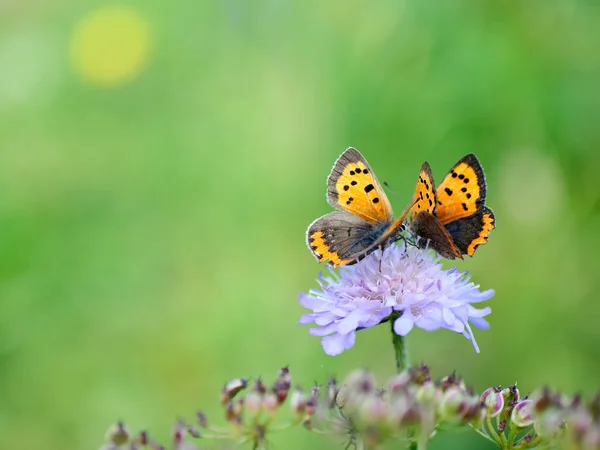 Butterflies on flower — Stock Photo, Image