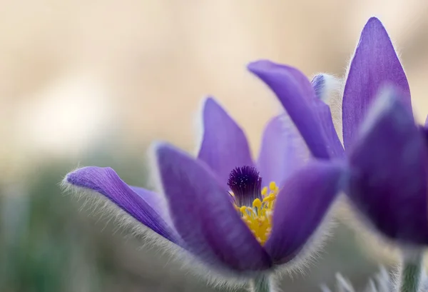 Fleurs violettes pulsatilla — Photo