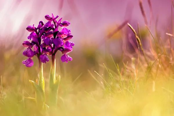 Spring flowers - Greyhound orchid Royalty Free Stock Images