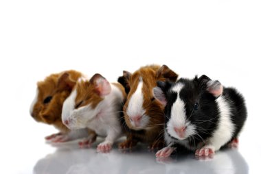 Little guinea pigs clipart