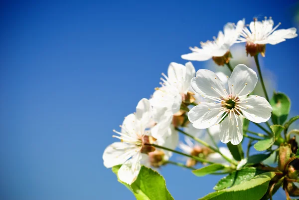 Kwiat wiśni przed błękitne niebo — Zdjęcie stockowe