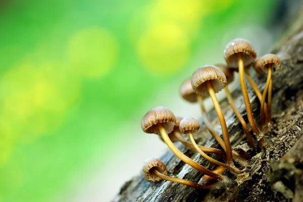 stock image Mushrooms in the forest