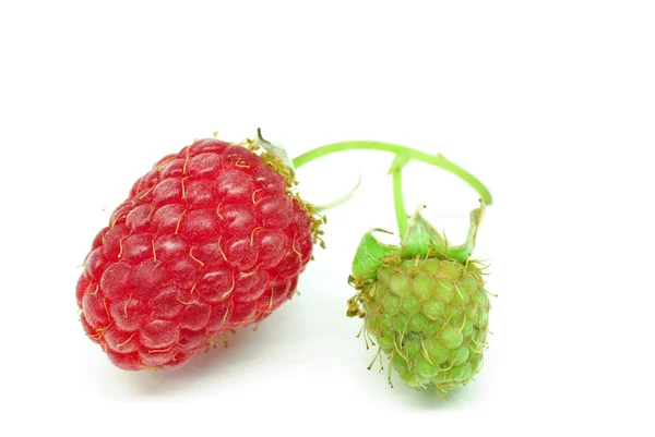 Fresh juicy raspberries — Stock Photo, Image