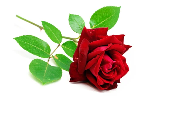 Czerwona róża na białym — Zdjęcie stockowe