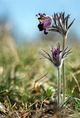 siyah pulsatilla çiçek