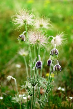 siyah pulsatilla çiçek