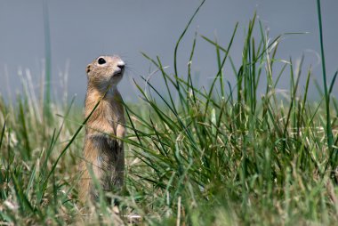 Gopher in the grass clipart