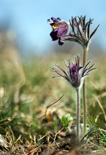 Flores pretas de Pulsatilla — Fotografia de Stock