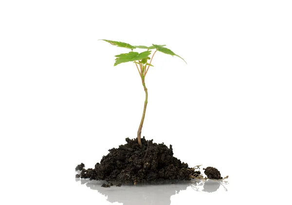 stock image Growing green plant