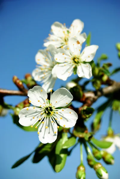 Fleur de cerisier devant le ciel bleu — Photo