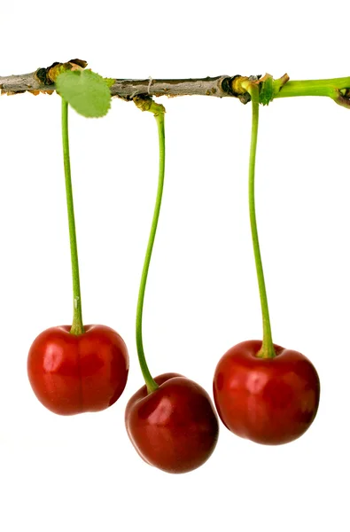 Fresh juicy cherries on branch — Stock Photo, Image