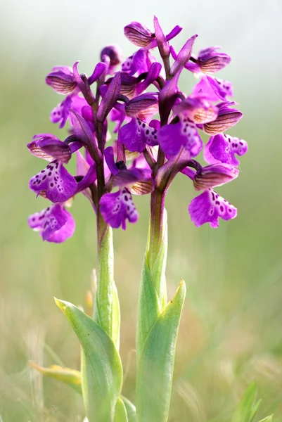 Spring flowers - "Greyhound orchid" — Stock Photo, Image