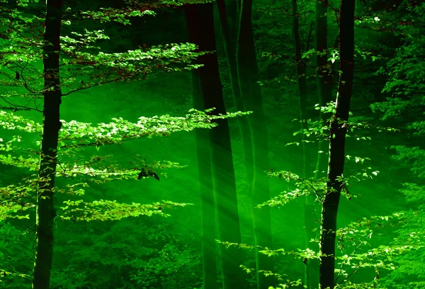 Světla v lese — Stock fotografie