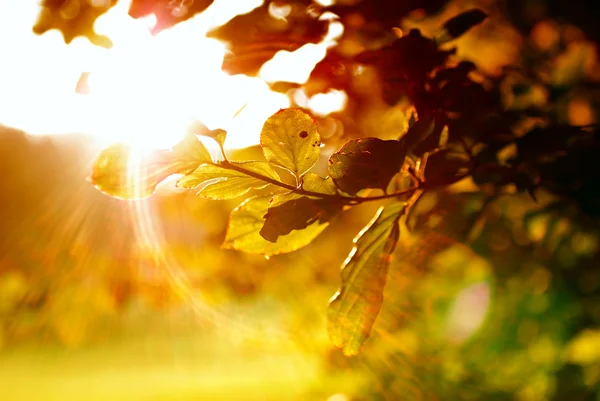 stock image Colorful leaves with sunbeam