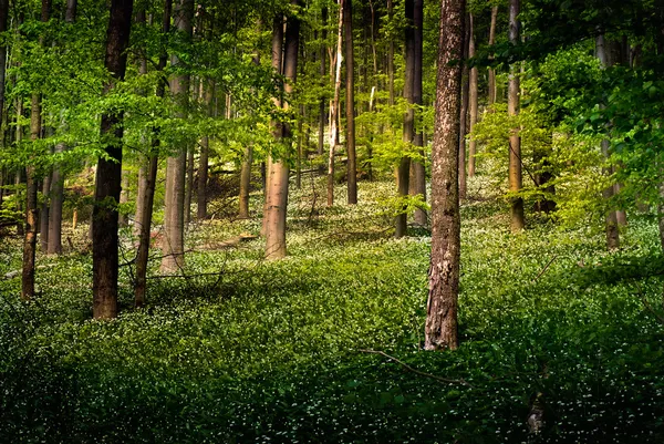 Δάσος με άγριο σκόρδο λουλούδια — Φωτογραφία Αρχείου