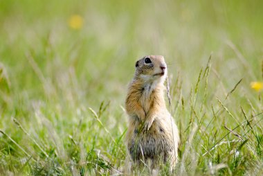 Gopher çiçekler ve otların arasında