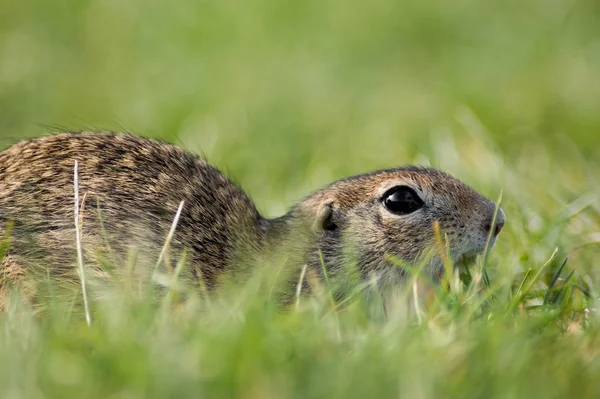 Gopher in the grass — Stock Photo, Image