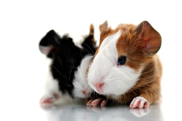 Newborn guinea pigs — Stock Photo, Image