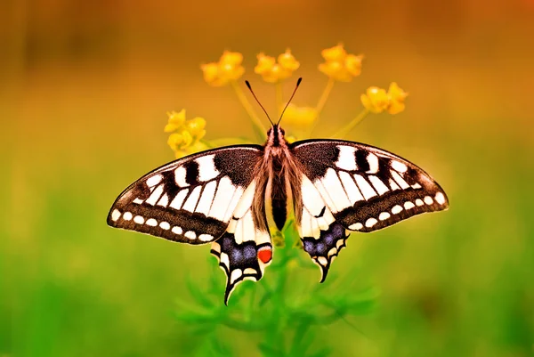 Fecskefarkú butterfly on virág — Stock Fotó