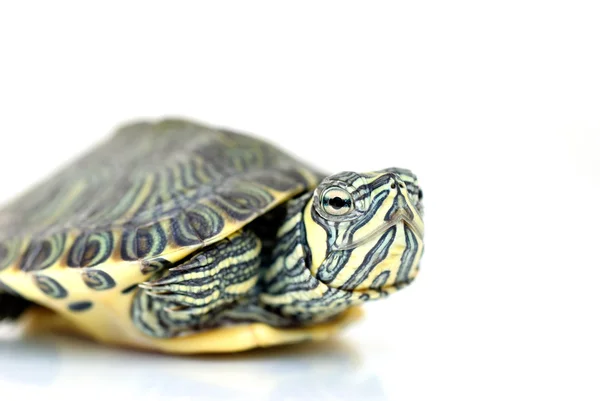 stock image Young turtle