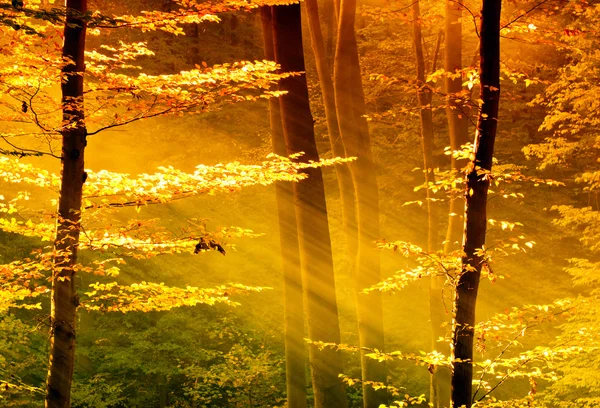 Огни утреннего леса — стоковое фото