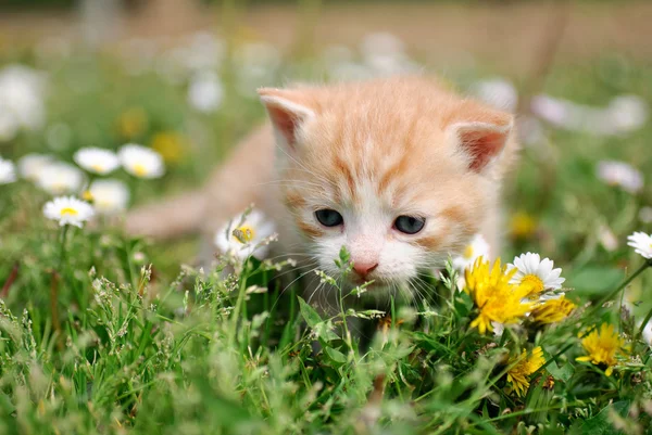 Joven gato rojo entre flores — Foto de Stock