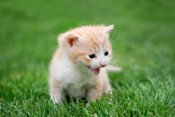 Joven gato rojo en la hierba — Foto de Stock
