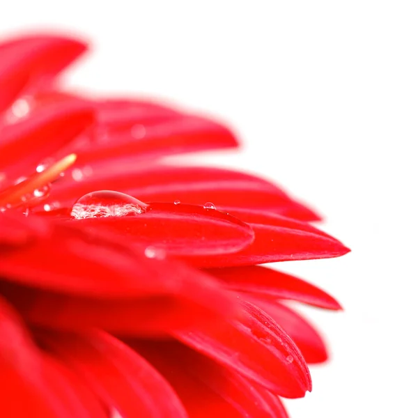 Red gerber with drops — Stock Photo, Image
