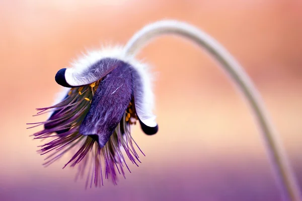 Весенний цветок - "Пульсация" " — стоковое фото