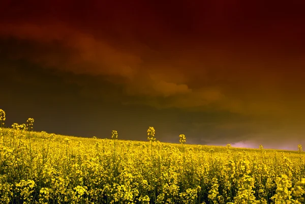 Kolza tohumu alanının üstündeki fırtına — Stok fotoğraf