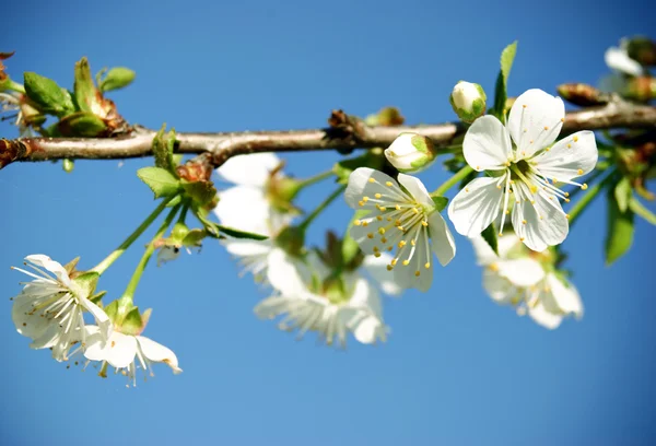 Fleur de cerisier devant le ciel bleu — Photo