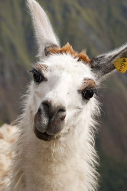 Llama Alicia from Peru clipart