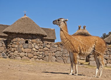 Llama-camel clipart