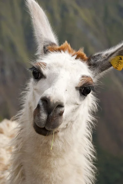 stock image Llama Alicia from Peru