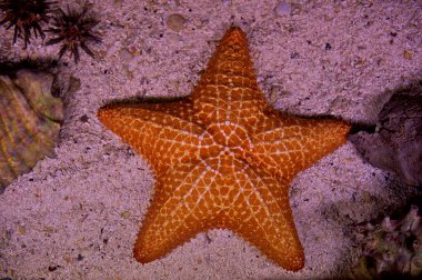 Starfish in Cozumel Mexico clipart