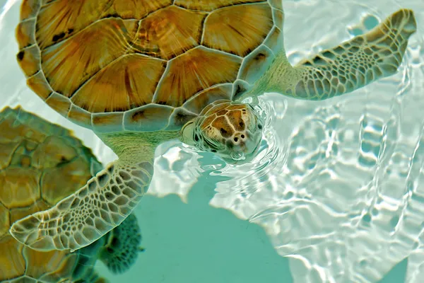 Veszélyeztetett tengeri teknős buborékokat eregetett. — Stock Fotó