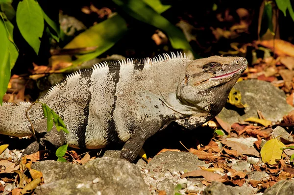 Bela imagem de natureza de uma iguana . — Fotografia de Stock