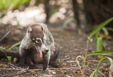 Coati pantin in Costa Rica. clipart