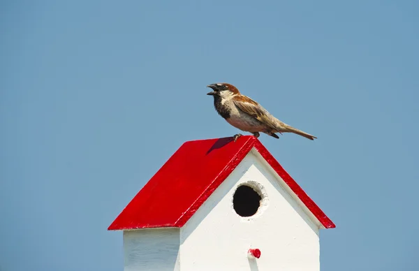 Bird chirping while perched on a birdhouse — Stock Photo, Image