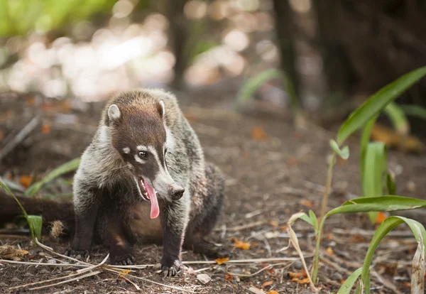 stock image Coati pantin in Costa Rica.