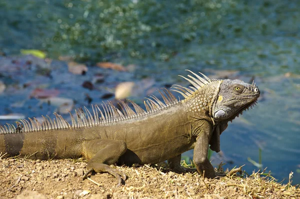 Green iguana by a pond in Costa Rica. — Stock Photo, Image