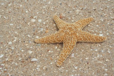 Starfish on sand clipart