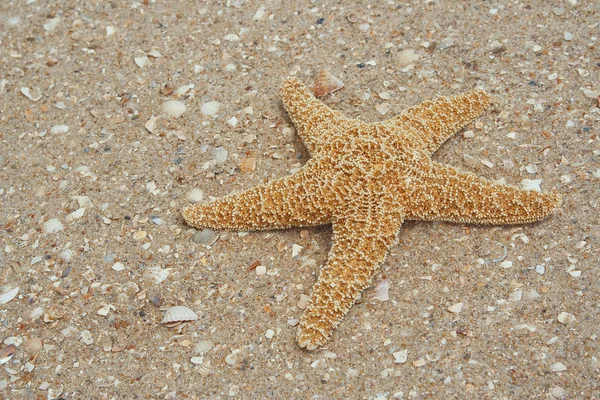 Hvězdice na písku — Stock fotografie